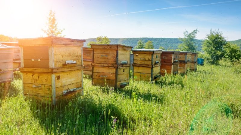 Récupération d’essaims d’abeilles : astuces et méthodes pour l’apiculteur passionné