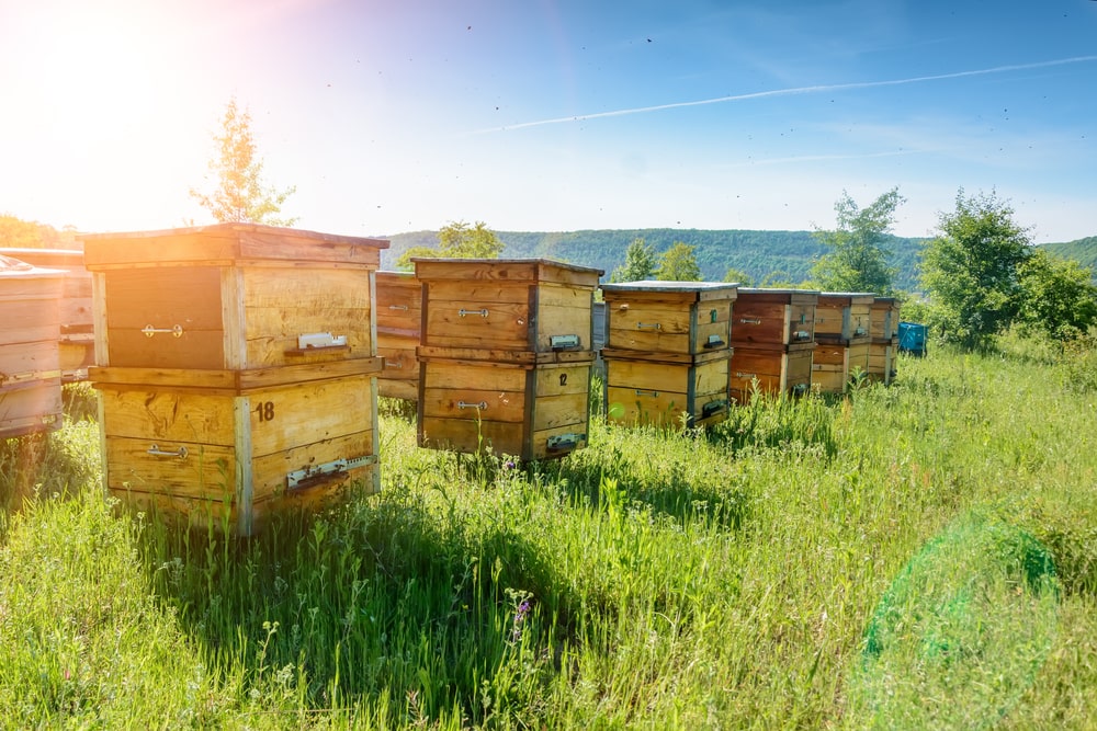 Récupération d’essaims d’abeilles : astuces et méthodes pour l’apiculteur passionné